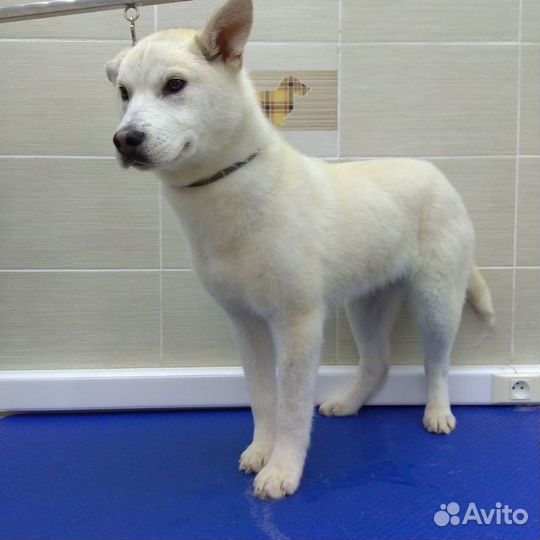 Собачка в добрые руки