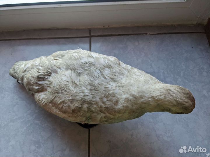 Чучело птицы