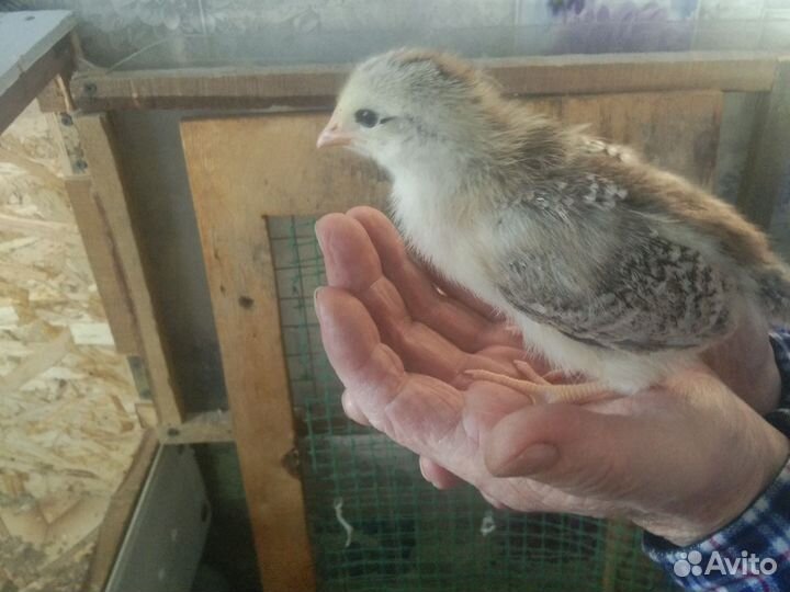 Цыпок помесных