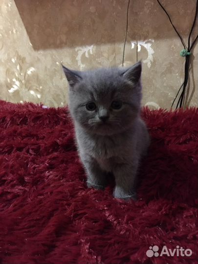 Британские котята