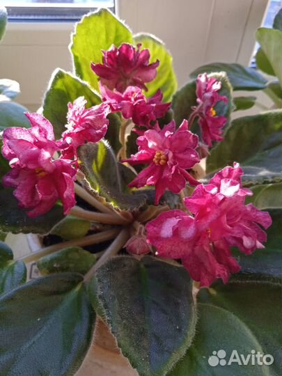 Продам листики от сортовых красивых фиалок