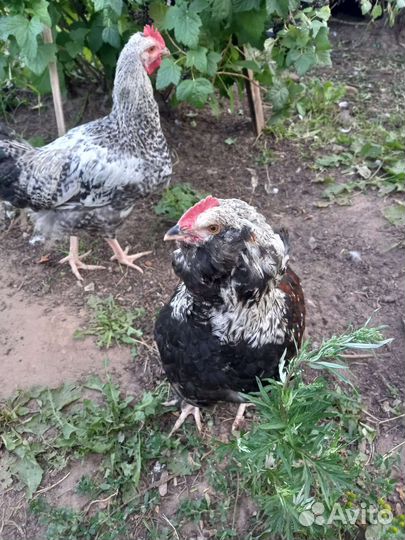 Петухи Фавероль