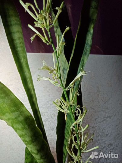 Сансевиерия Микс Ханни и трехполосная Тещин язык