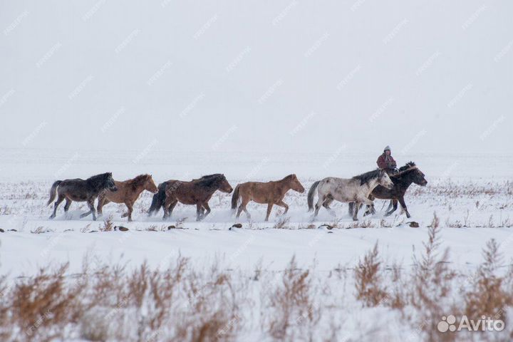 Пастух с проживанием