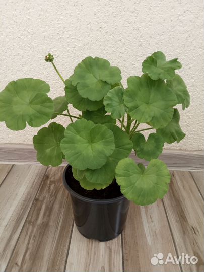 Пеларгония / герань