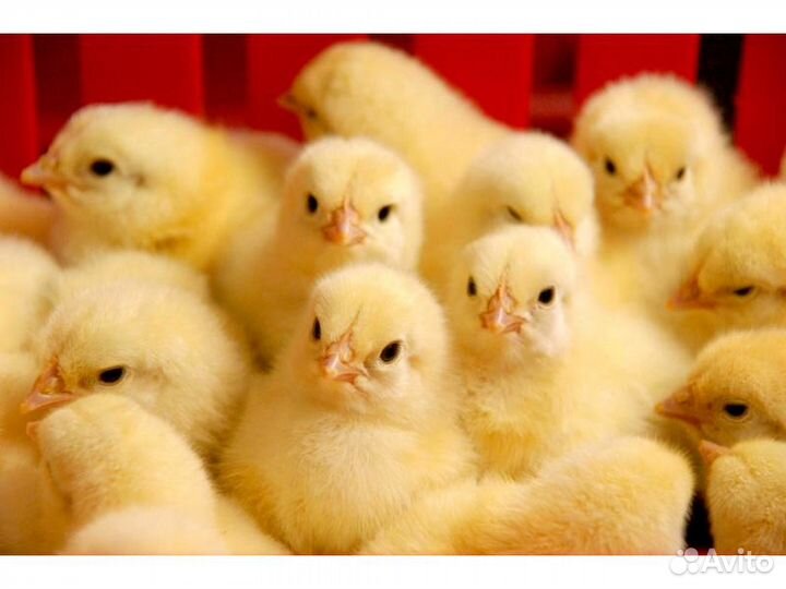 Бройлер суточные цыплята кобб 500 Чехия