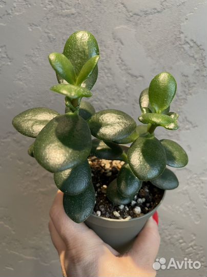 Толстянка, драцена маргината, хлорофитум