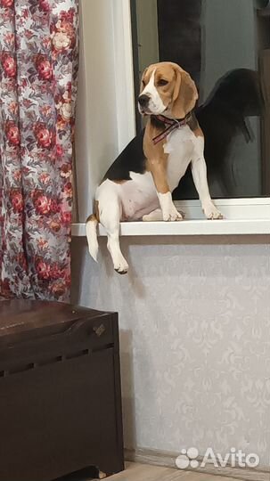 Продам бигль