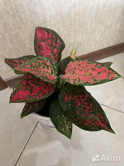 Аглаонема Спотед Стар