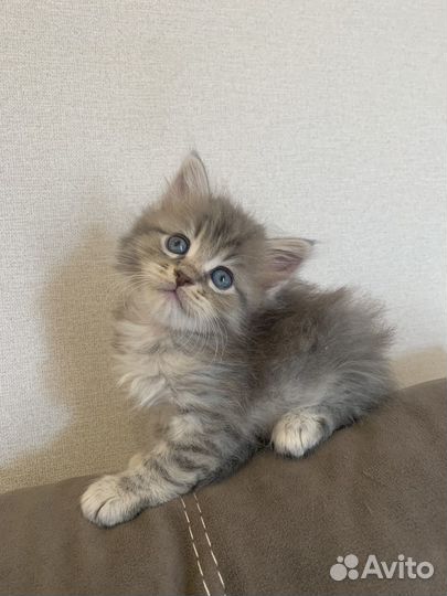 Котята мейн-кун метис