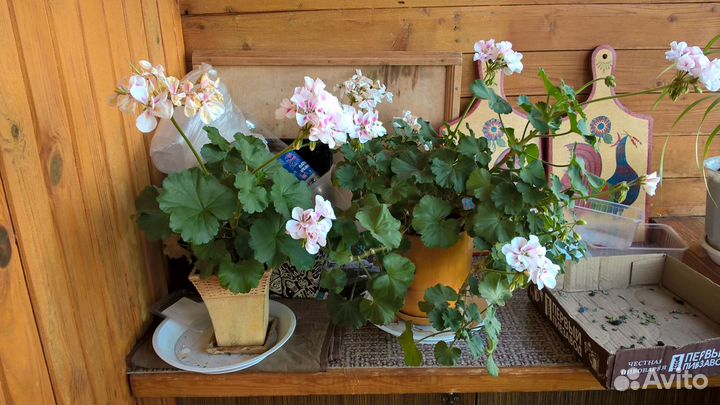 Продам герань