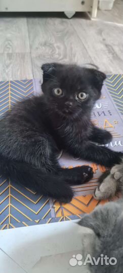 Шотландские котята