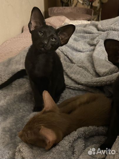 Ориентальные котята