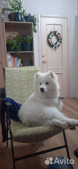 Зоогостиница