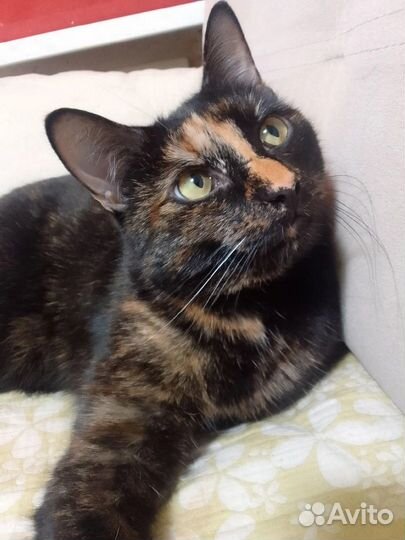 Чудесная трогательная редкого окраса Камилла