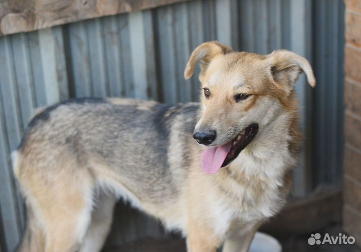 Собака в добрые руки