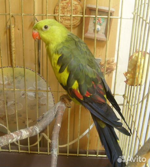 Роскошный или Горный попугай