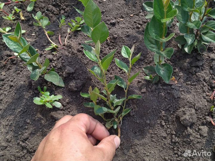 Кизильник блестящий