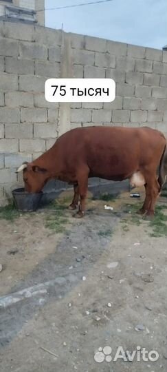 Коровы и телята