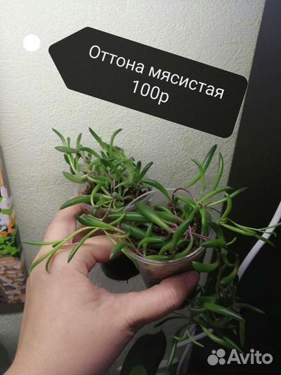 Крестовник роули, хойи и другое