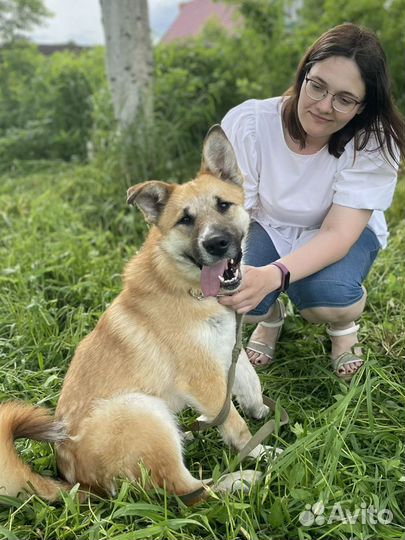 Небольшая собака ищет дом