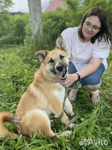 Небольшая собака ищет дом