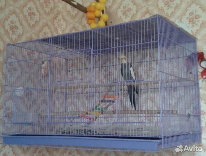 Попугай корелла с клеткой