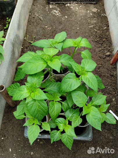 Рассада перца