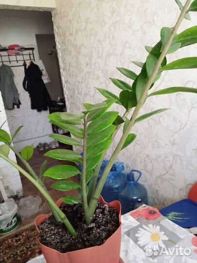 Замиокулькас