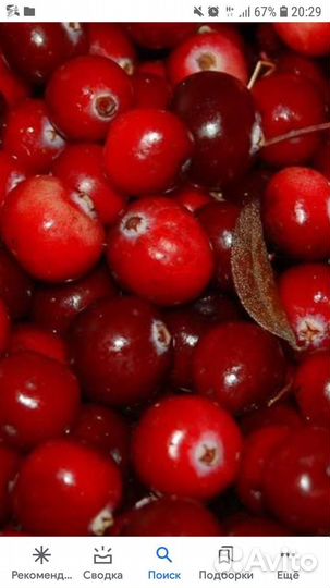 Клюква свежая