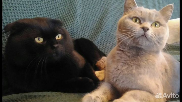 Шотландская