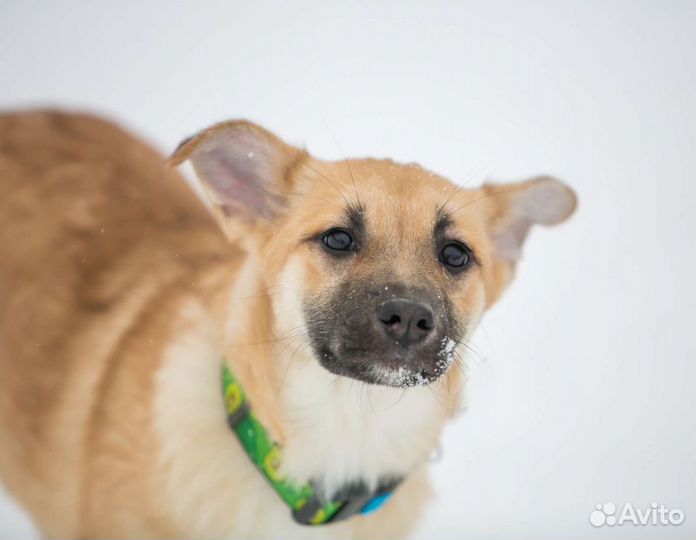 Собаки бесплатно в добрые руки