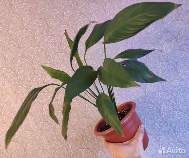 Спатифиллум