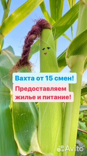 Вахта 15 смен/2-х разовое питание/Упаковщик