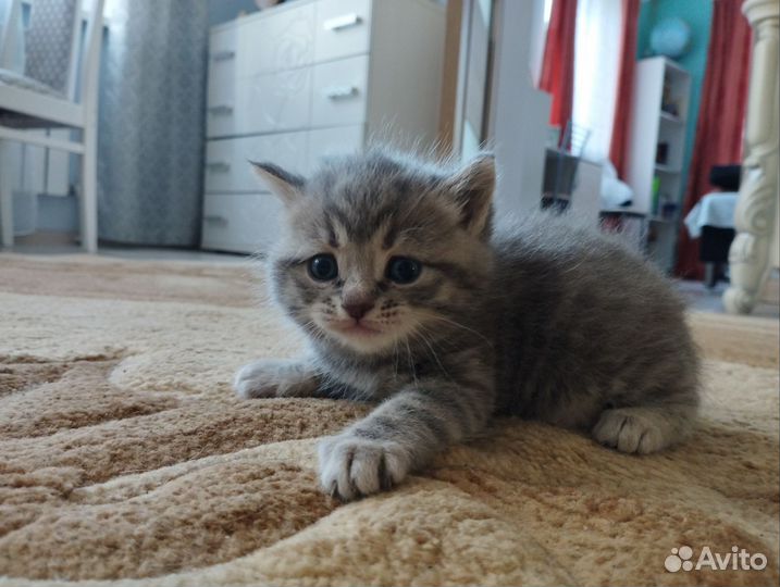 Шотландские котята
