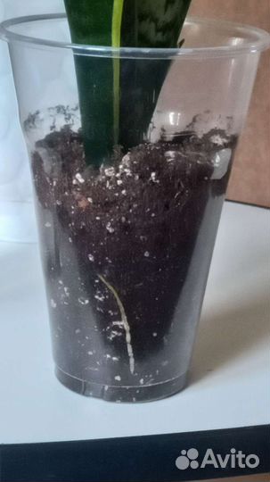 Комнатные цветы