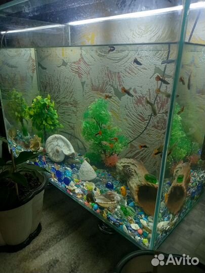 Аквариум