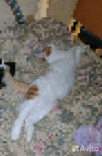 Котёнок Сёма :)