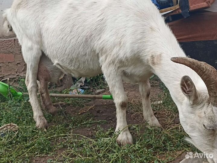 Козы дойные