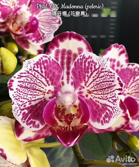 Орхидея Мадонна бабочка