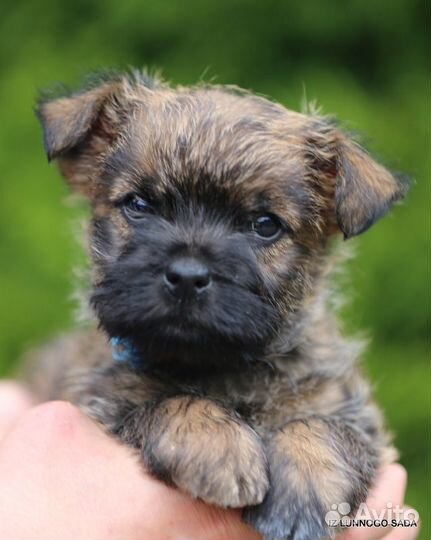Керн терьер щенки