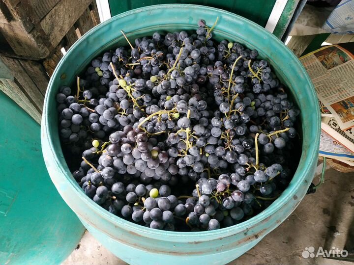 Виноград на вино,сок 70-100кг
