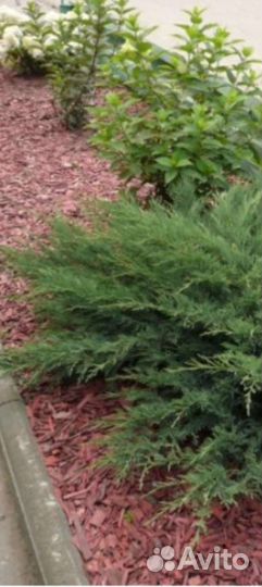 Можжевельник чешуйчатый виргинский прибрежный