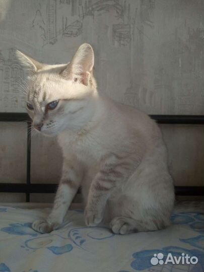 Кошка
