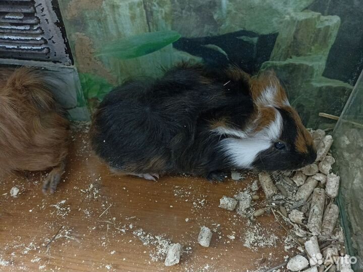 Свинки Морские