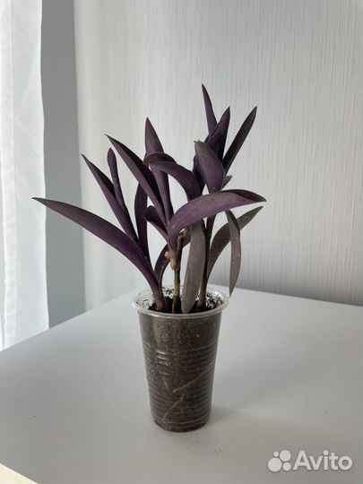 Традесканция фиолетовая