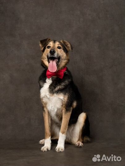 Собака Бонус