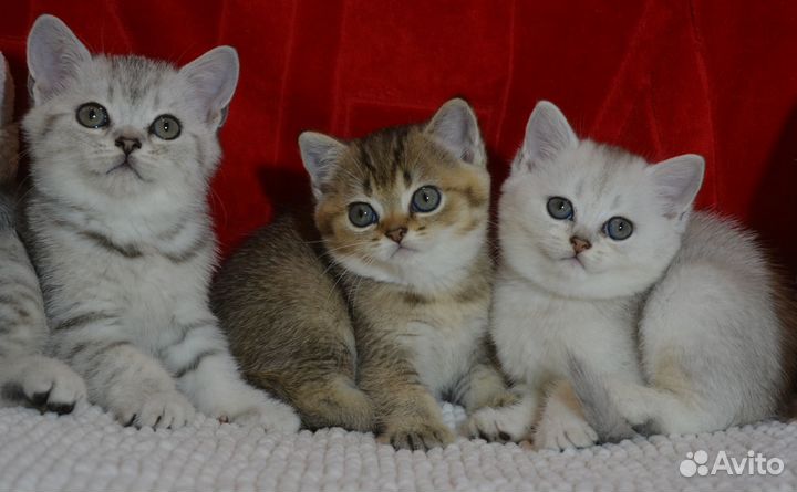 Британчики серебро и золото