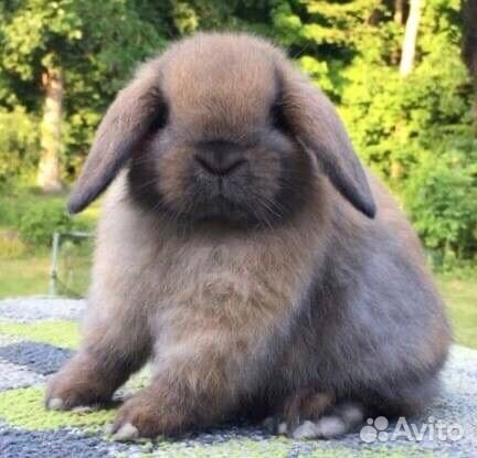 Крликовые Вислоухие Крольчата из Питомника