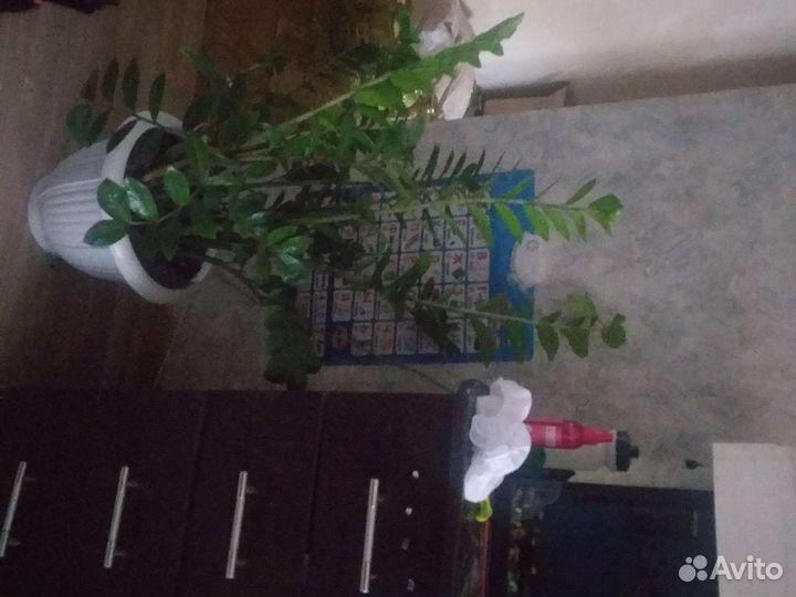 Замиокулькас зензи